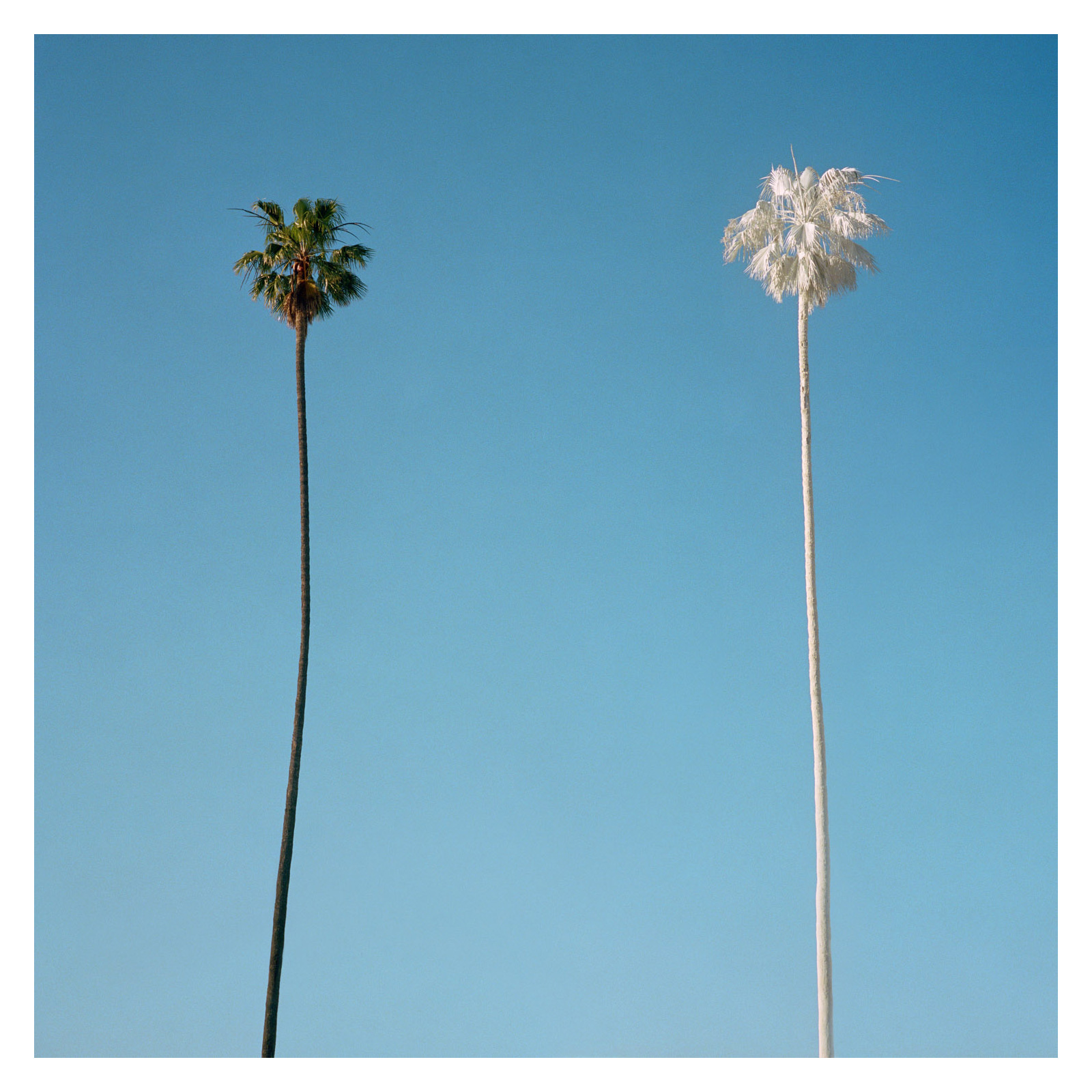White Palm, 2015 — George Byrne